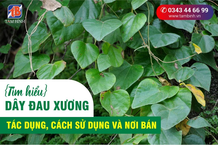 Tác dụng của cây đậu xương chữa đau xương khớp có tốt không?